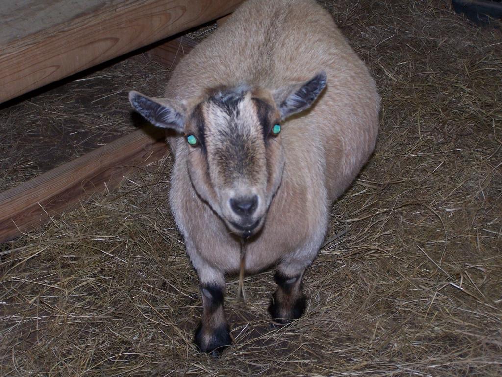 MARTIN'S MINI FARM RUBY