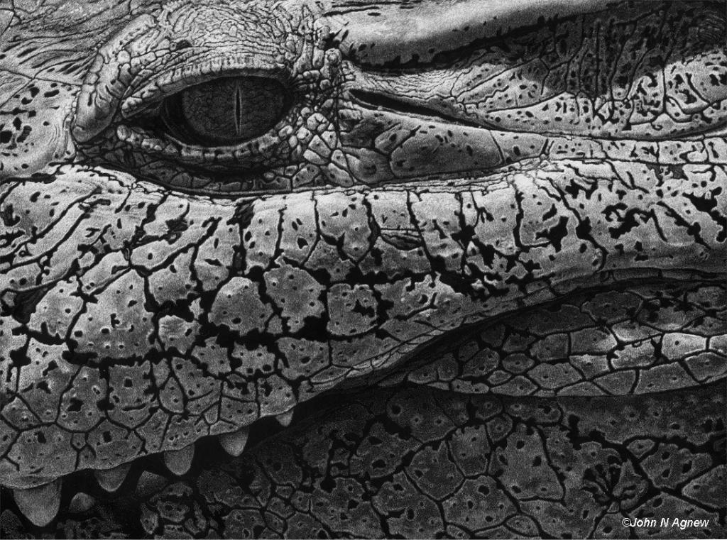 "New Guinea Crocodile"