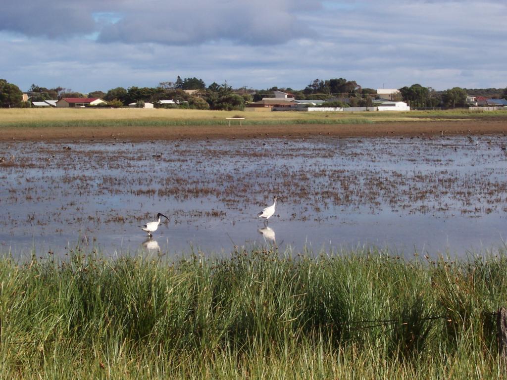 Samphire and rushes test