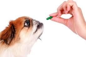 Hunde kosttilskud Hunde kosttilskud