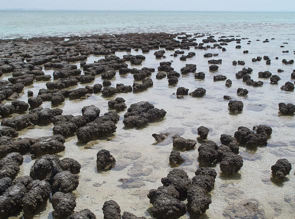 Modern day stromatolites