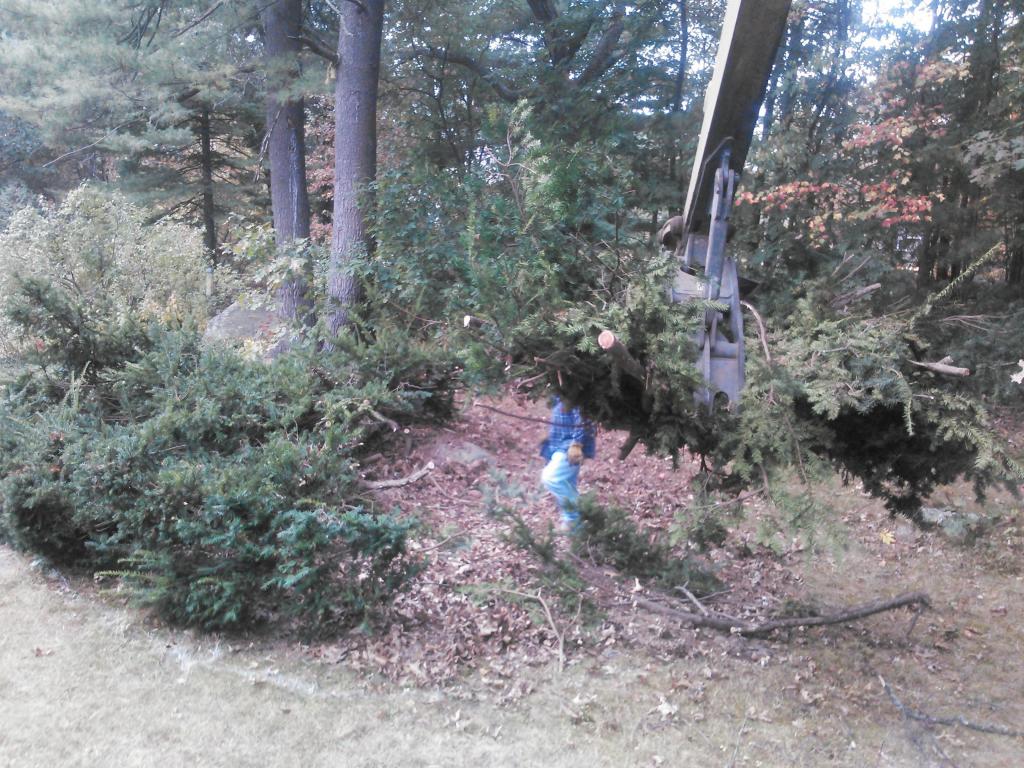 overgrown shrub removed by Phil's Excavating